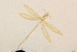 Fossil Dragonfly (Pos/Neg) - Solnhofen Limestone (Special Price) #92470-2